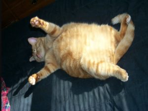 obesidad en gatos