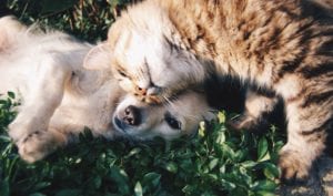 Lombrices en perros y gatos
