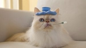 gato con gripe