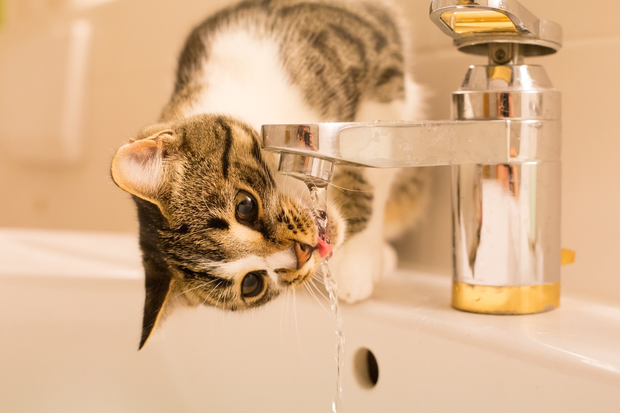 Pienso Profine - El consumo de agua en gatos