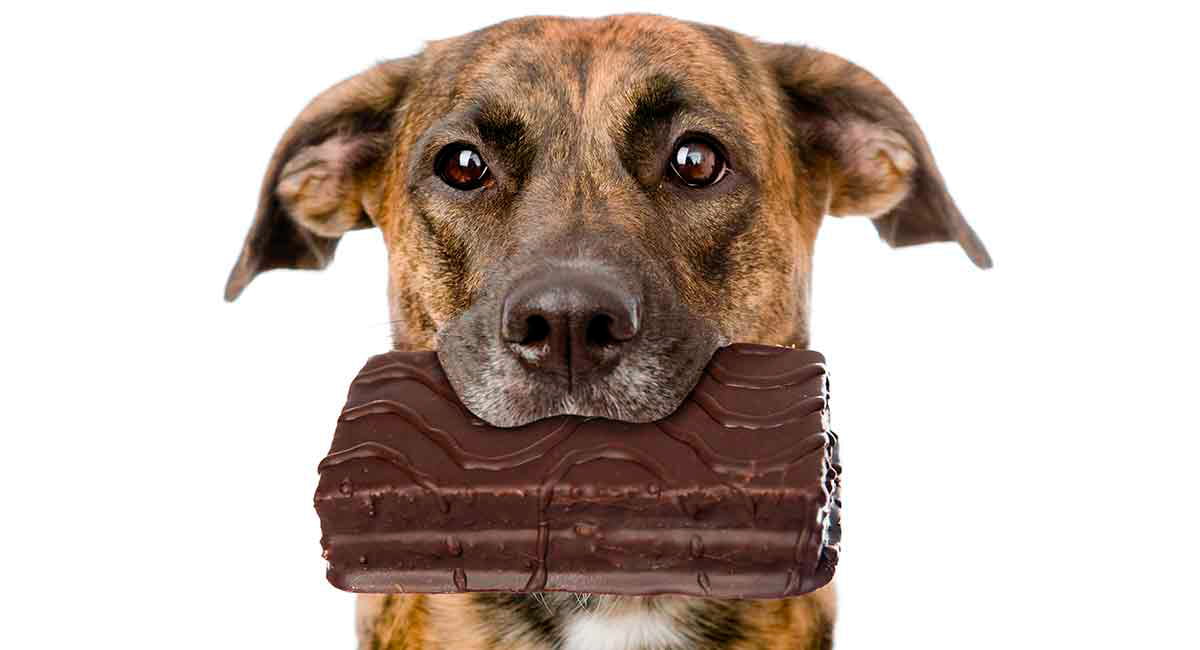 Porqué el chocolate es malo para los perros