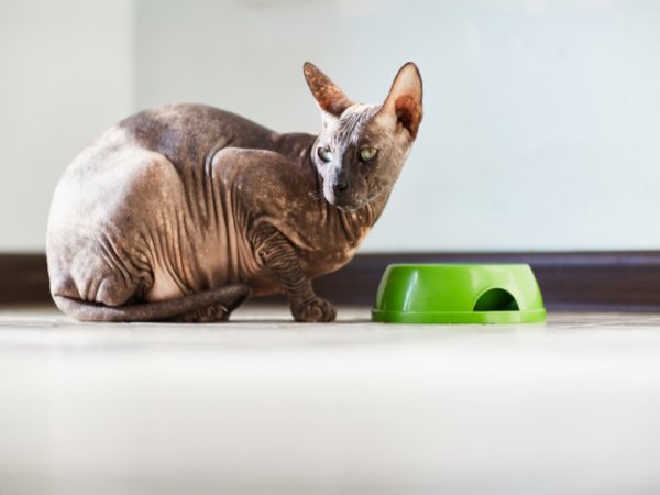 10 cosas sobre la gama indoor para gatos caseros