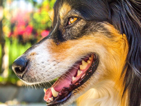 Qué son y cómo combatir las enfermedades dentales en perros