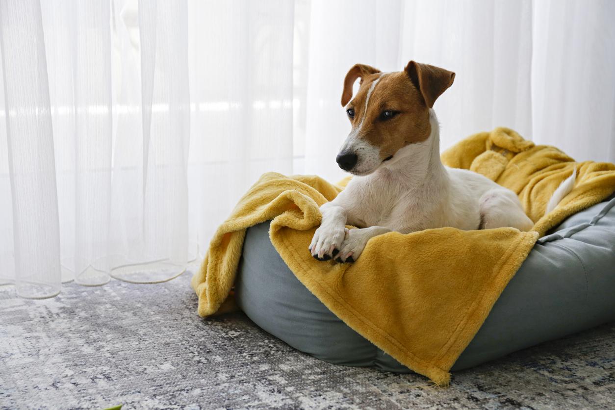 Comprar una cama para tu perro: cómo acertar