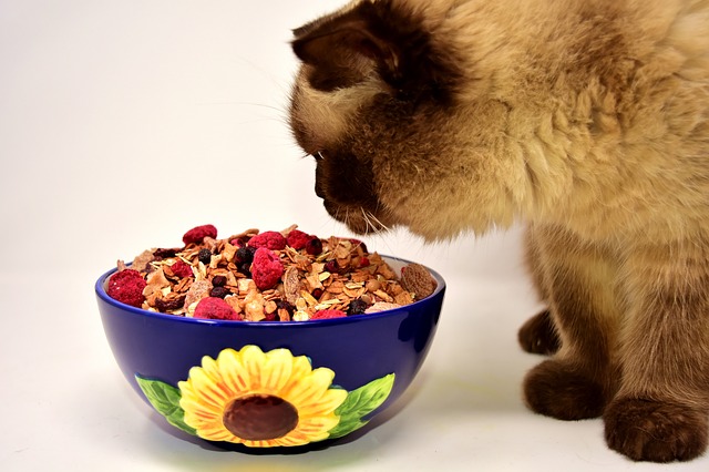 ¡Cuidado! Los alimentos más tóxicos que jamás debes darle a tu gato