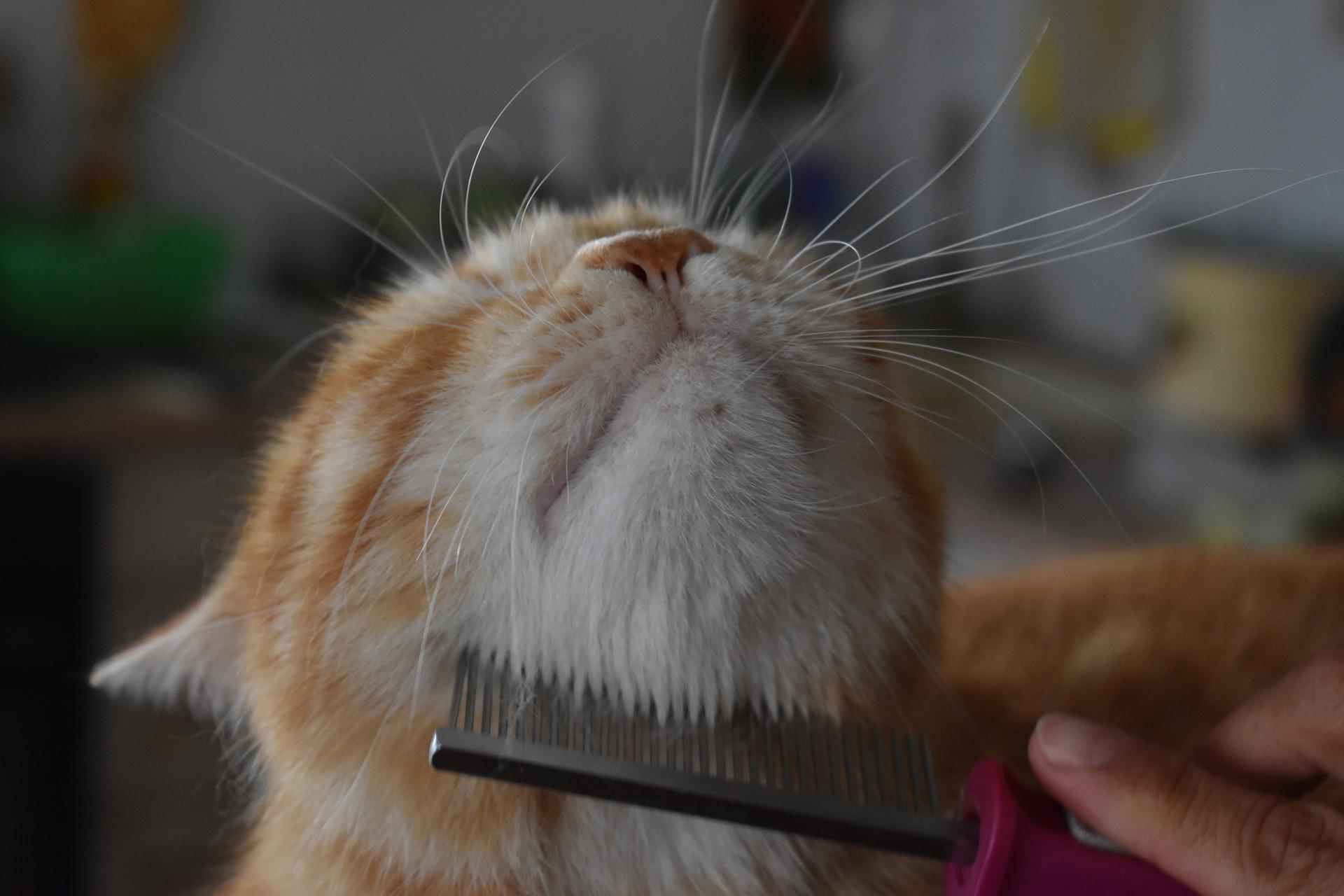 Consejos para mejorar el pelo de tu gato