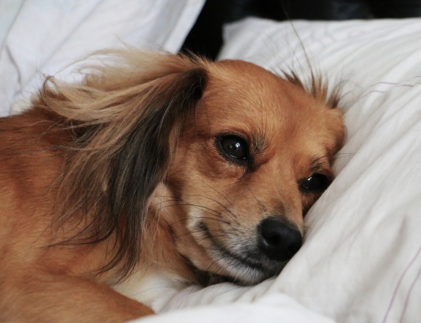 Todo lo que deberías saber sobre la enfermedad de Lyme en perros