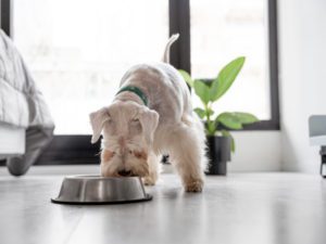 Pienso Profine - Dieta y epilepsia canina ¿Cómo reducir los ataques