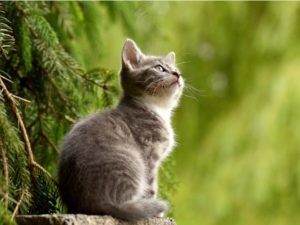Pienso Profine - Los 5 mejores consejos para el cuidado de los gatos