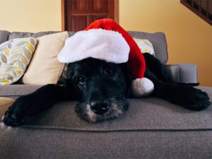Navidad con mascotas cómo protegerlos de los fuegos artificiales