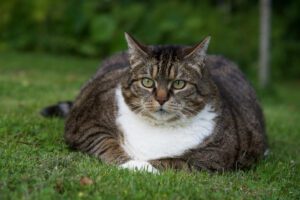 Pienso Profine - Fat,Cat,(felis,Catus):,A,Overweight,Tabby,Cat
